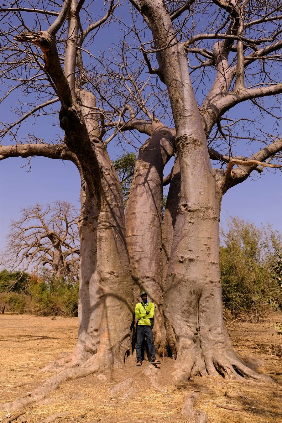 Kawsu standing at the base of a large baobab tree in The Gambia
