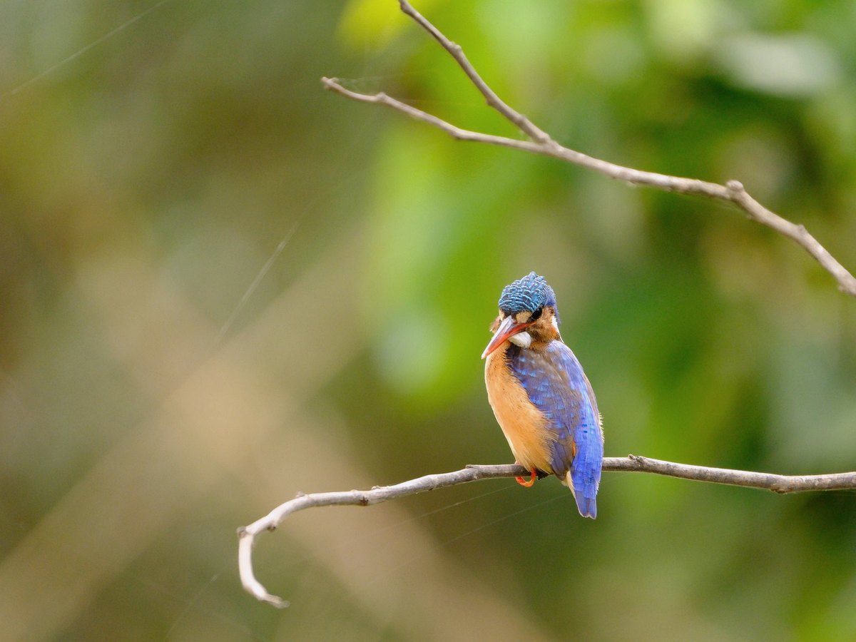 A kingfisher perched on a branch during a Gambian birdwatching trip